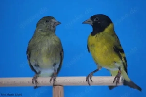 Verkaufe Mangellanzeisige