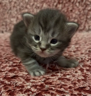 Süße Maine Coon Prinzessin sucht liebevolles Zuhause   