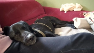 junger freundlicher Mischlings-Rüde Haso sucht sein Zuhause, Familienhund, Traumhund Bild 4