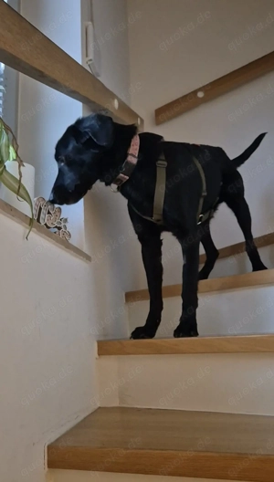 junger freundlicher Mischlings-Rüde Haso sucht sein Zuhause, Familienhund, Traumhund Bild 5