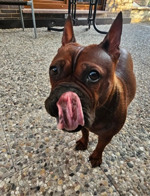 Chongqing Dog, Shinesische Bulldogge, # miniatur Bullterrier, Boxer, Shar Pei, Beagle