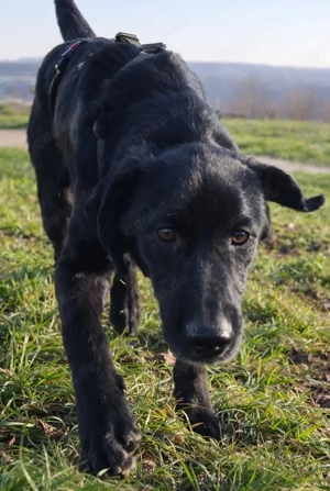 junger freundlicher Mischlings-Rüde Haso sucht sein Zuhause, Familienhund, Traumhund Bild 2