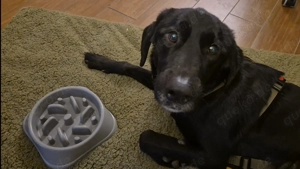 junger freundlicher Mischlings-Rüde Haso sucht sein Zuhause, Familienhund, Traumhund Bild 3