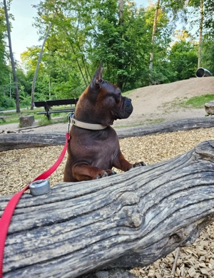 Chongqing Dog, Shinesische Bulldogge, # miniatur Bullterrier, Boxer, Shar Pei, Beagle