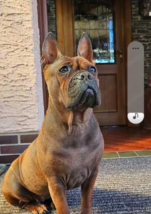 Chongqing Dog, Shinesische Bulldogge, # miniatur Bullterrier, Boxer, Shar Pei, Beagle