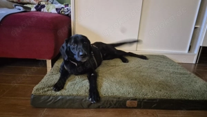 junger freundlicher Mischlings-Rüde Haso sucht sein Zuhause, Familienhund, Traumhund Bild 6