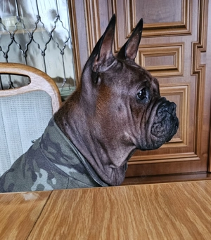 Chongqing Dog, Shinesische Bulldogge, # miniatur Bullterrier, Boxer, Shar Pei, Beagle