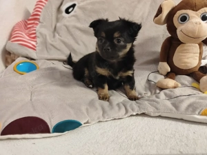 Süße kleine Chihuahua Hündin (Welpe)
