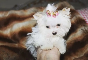 Yorkshire Terrier Welpen Biewer Yorkshire Golddust Biro in verschiedenen Größen und Farben