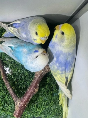 Wellensittiche ab 40 