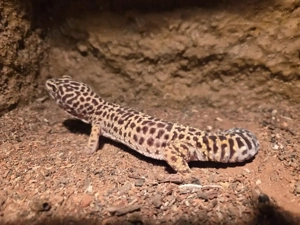 Gutes Zuhause für Leopardgeckos gesucht