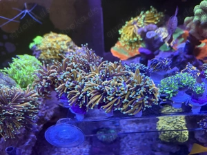 Meerwasser Korallen euphyllia  Dragon soul