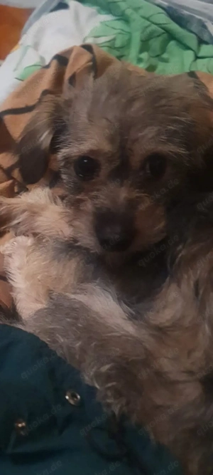 Unsere süße Daisy und Finya suchen ein gutes Zuhause