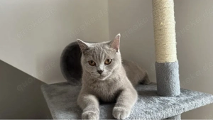 suche Deckkater BKH Lilac 