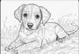 Suche jungen Hundewelpen bis ca 40 - 50 cm 