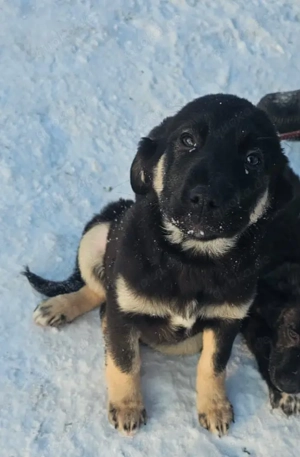 Welpe Mia, 4 Monate, wird ca. 50 cm