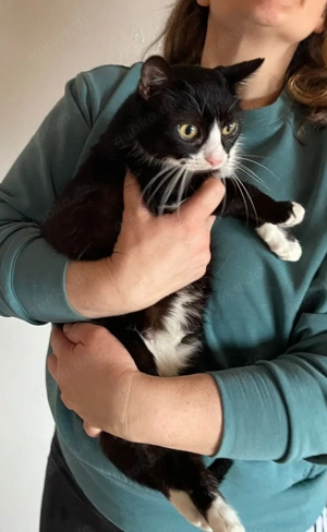 Oreo, 2 Jahre, lieb, sanft