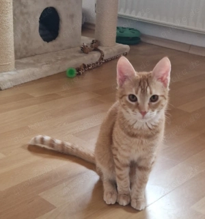 Junge Kätzchen Tom + Balu