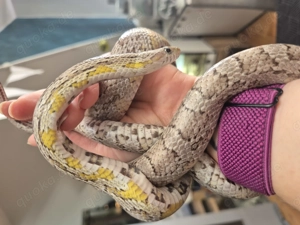 Pantherophis guttatus 0.1 