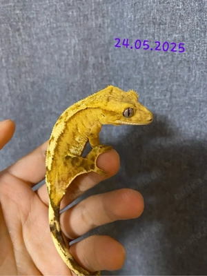 Kronengecko Weibchen (0.1)