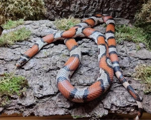 Königsnatter Pärchen