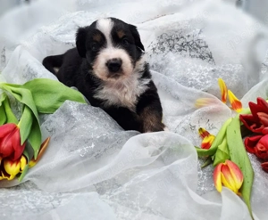 Miniature Australian Shepherd Welpen mit Papieren  Bild 3