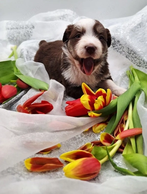 Miniature Australian Shepherd Welpen mit Papieren  Bild 6
