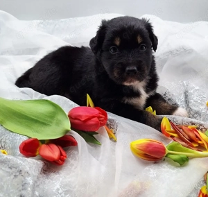 Miniature Australian Shepherd Welpen mit Papieren  Bild 4