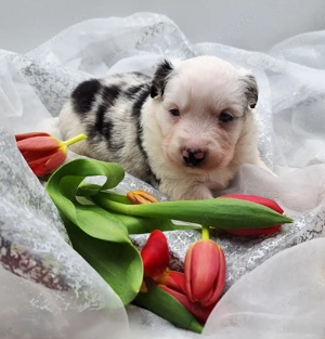 Miniature Australian Shepherd Welpen mit Papieren  Bild 5