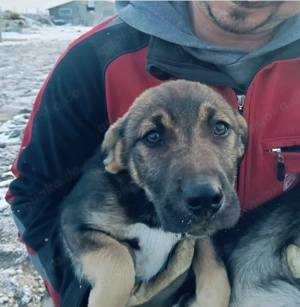 Welpe Leni, 4 Monate, wird ca. 50 cm