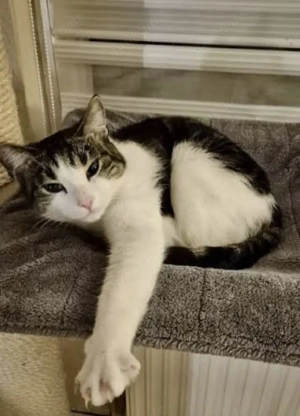 domestic kurzhaar weiblichen 