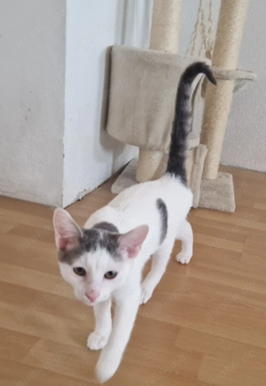 Freddy, 6 Monate, lieb