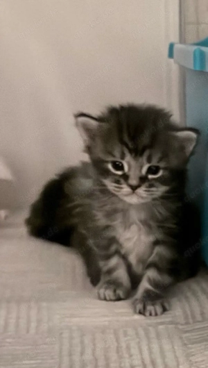 Süße Maine Coon Prinzessin sucht liebevolles Zuhause   