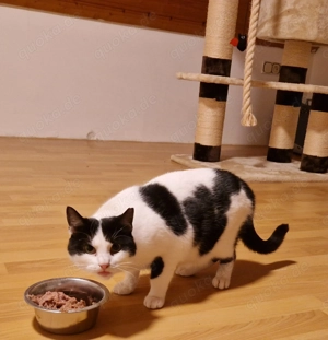 Buty, 2 Jahre, katzenverträglich, schüchtern