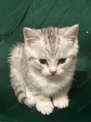 BKH männlich drei Abzugeben