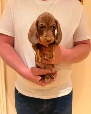 Dackelwelpen suchen ein liebevolles Zuhause 