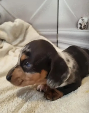 Wunderschöne Dackelwelpen suchen ein liebevolles Zuhause!