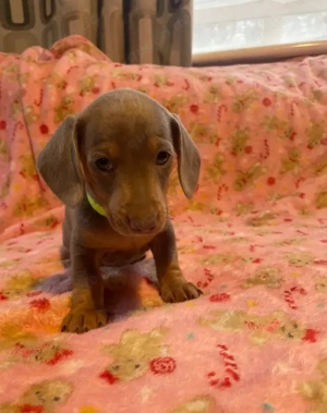 Zauberhafte Dackelwelpen .. Ihre neuen Lieblinge warten!