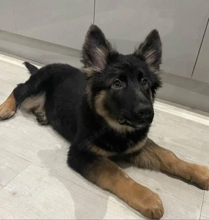 Ich habe vier wunderschöne Deutsche Schäferhundwelpen und suche ein liebevolles Zuhause für sie.