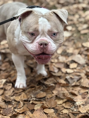 American Pocket bully 