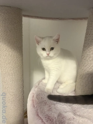 BKH weiss geimpft und gechippt, 4 Monate alt