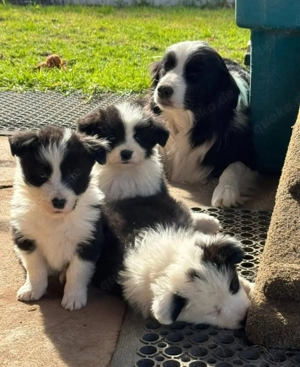 Border Collie Welpe