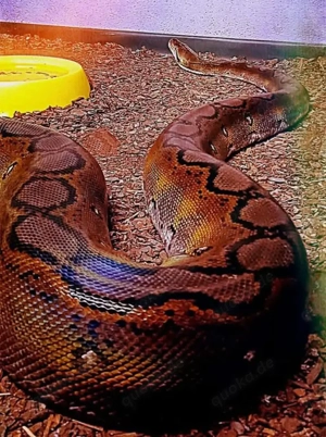 Netzpython (Nz'22   0.1)