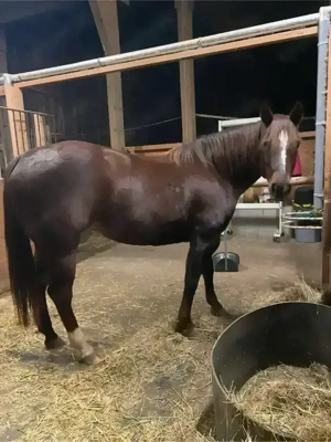 Quarter Stute - bedingt reitbarer Beisteller