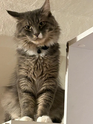 [Biete] Maine Coon zum decken