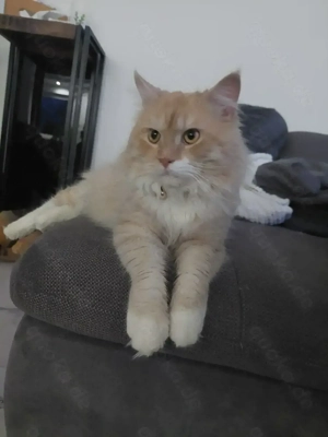 Schmusekönig MaineCoon Kater Beige
