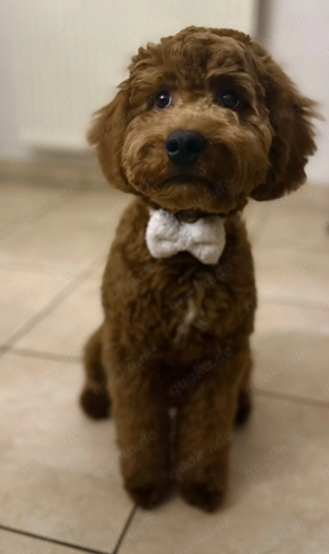 Zwergpudel-Rüde in liebevolle Hände abzugeben (privat)