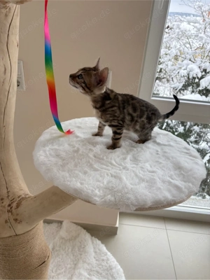 Reinrassiges Bengalmädchen mit Stammbaum