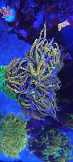 Verschiedene Korallenableger Euphyllia, Acropora  Bild 2