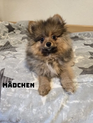 Pomerania Zwergspitz Welpen 